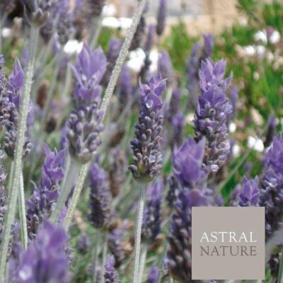 ARTIC10Lavanda
