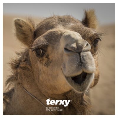 Quercus topper 7Camello